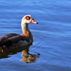 Nilgans