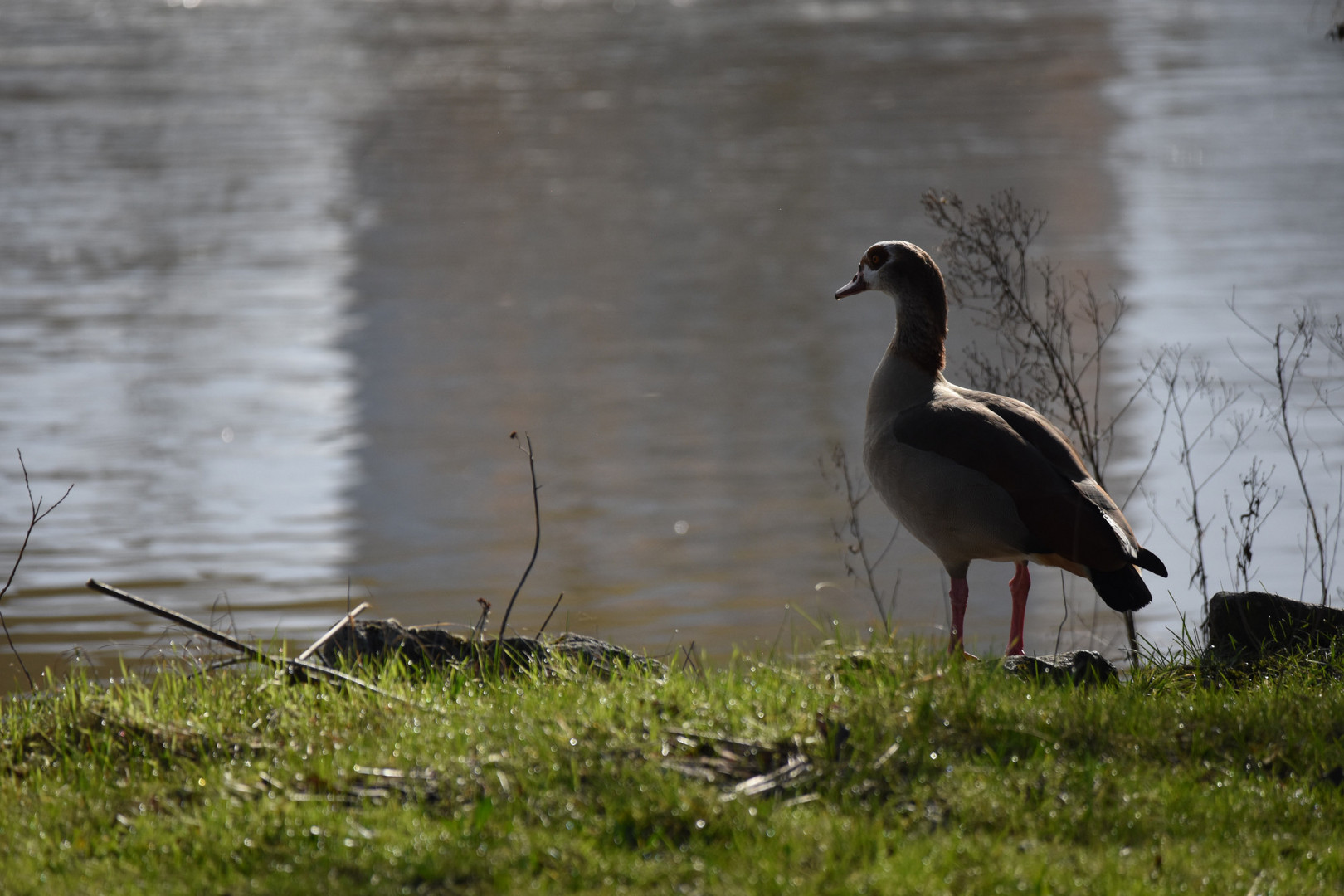 Nilgans