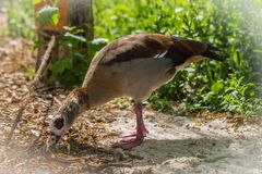 ***Nilgans***