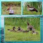 Nilgans