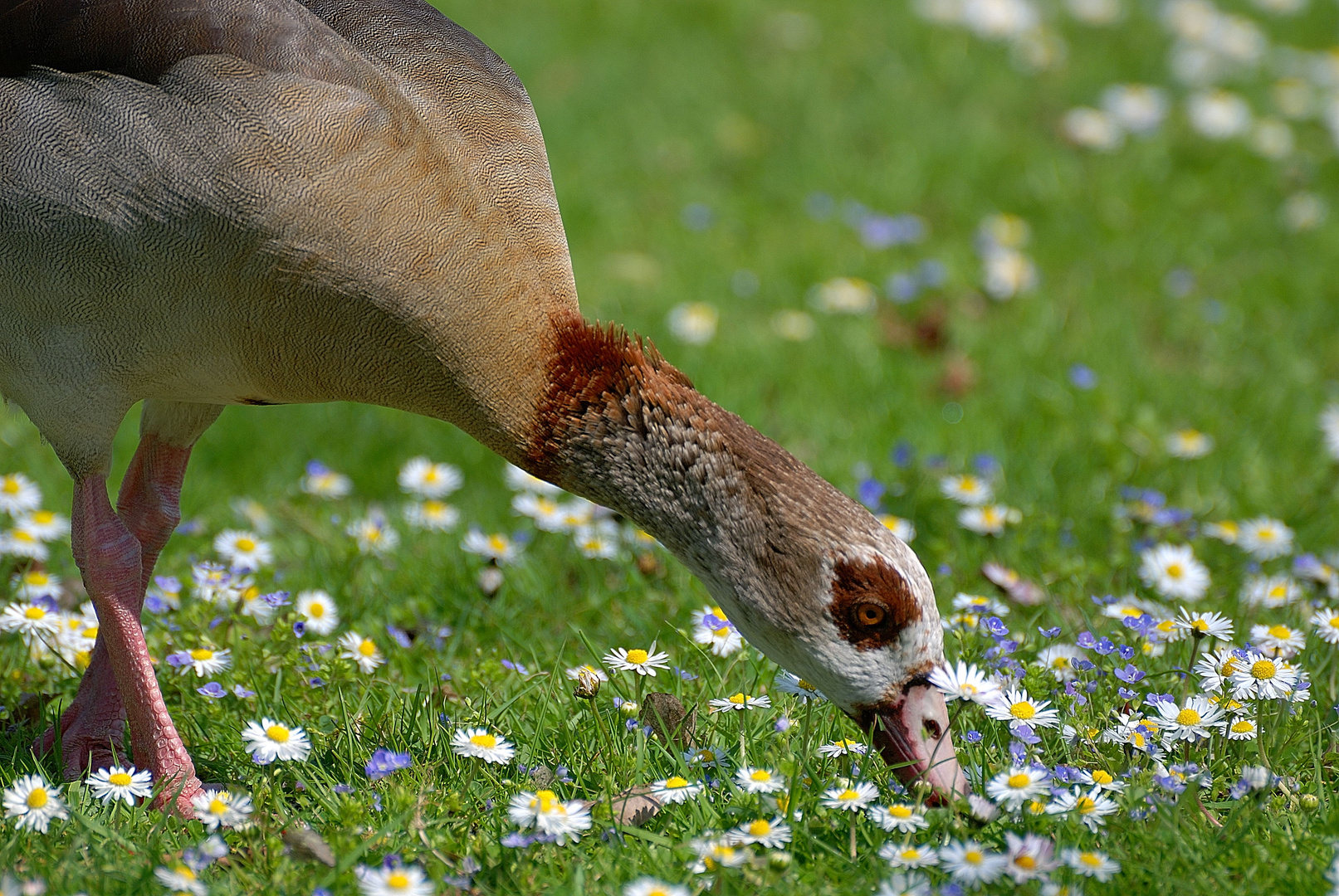 Nilgans