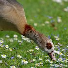 Nilgans