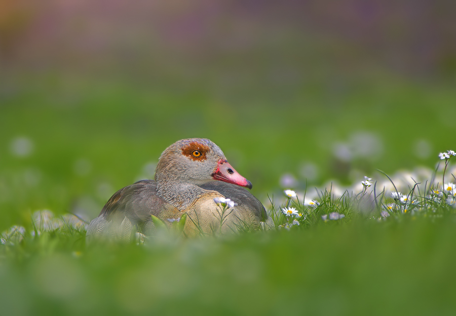 Nilgans