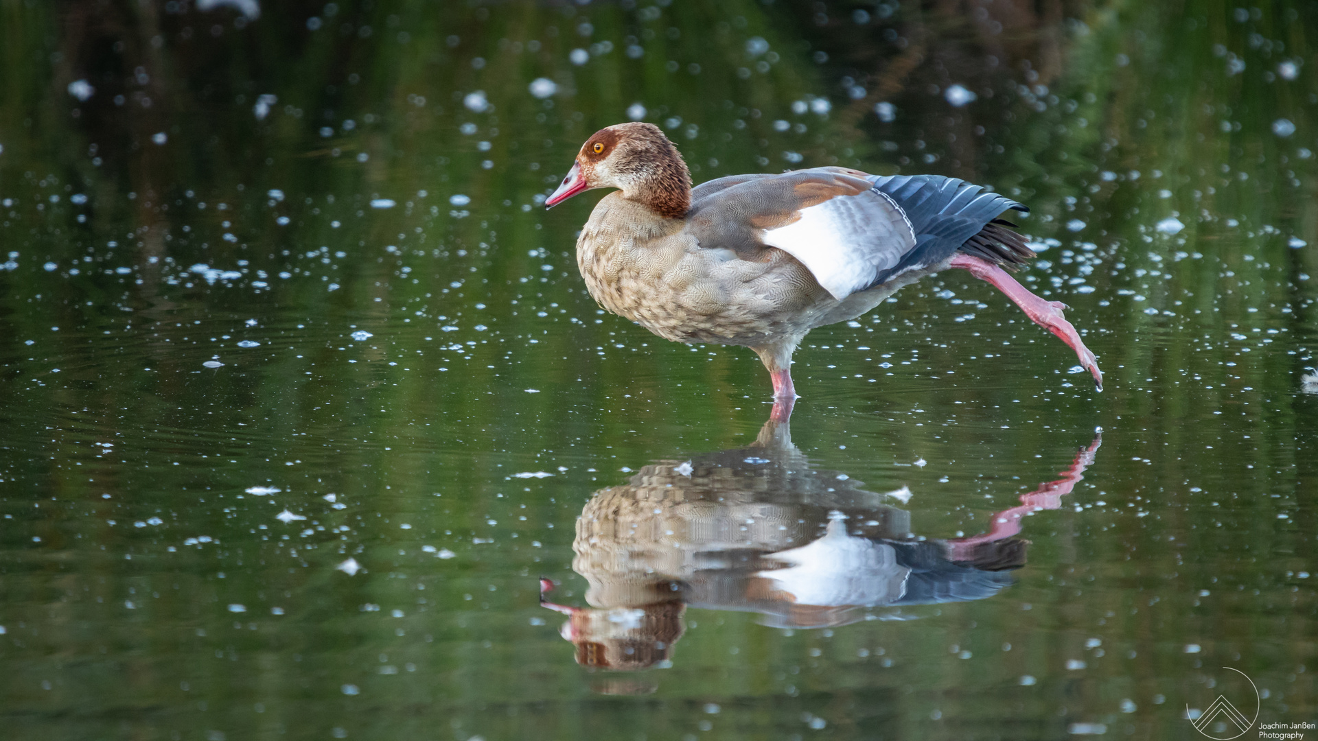 Nilgans