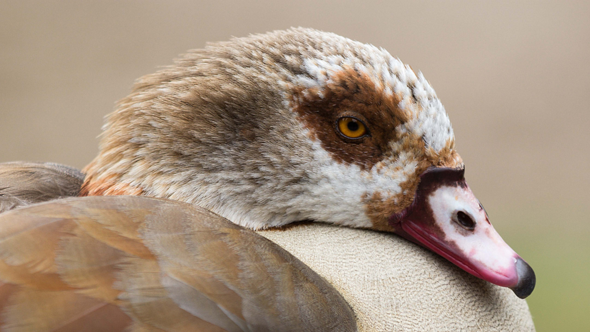 Nilgans