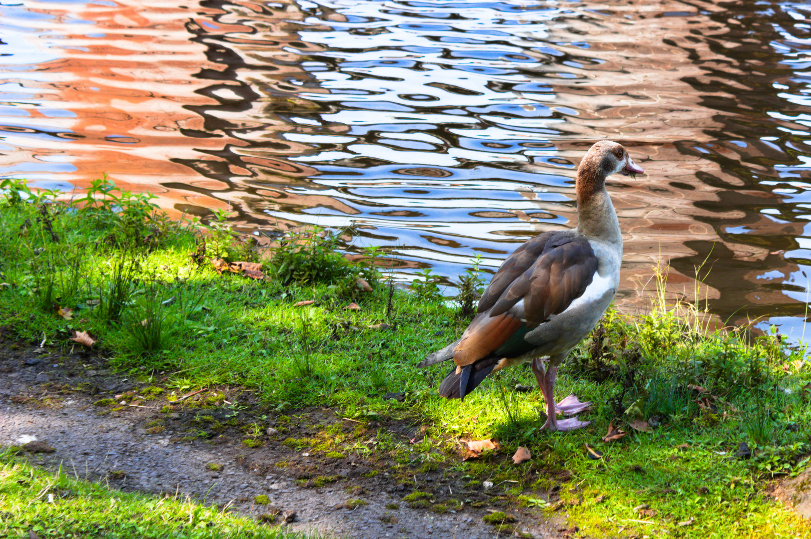 Nilgans (danke Frank)