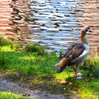 Nilgans (danke Frank)