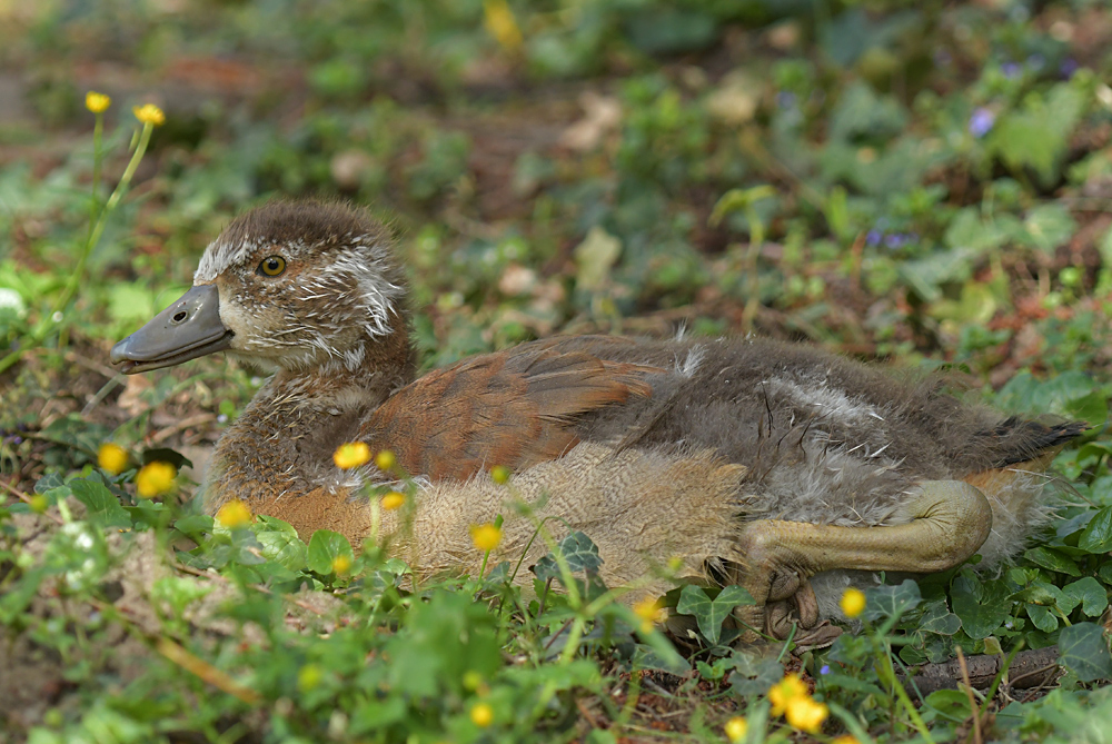 Nilgans: Das mit dem schönen Gefieder wird noch