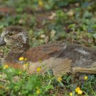 Nilgans: Das mit dem schönen Gefieder wird noch