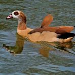 Nilgans 