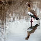 Nilgans