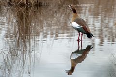 Nilgans