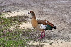 Nilgans