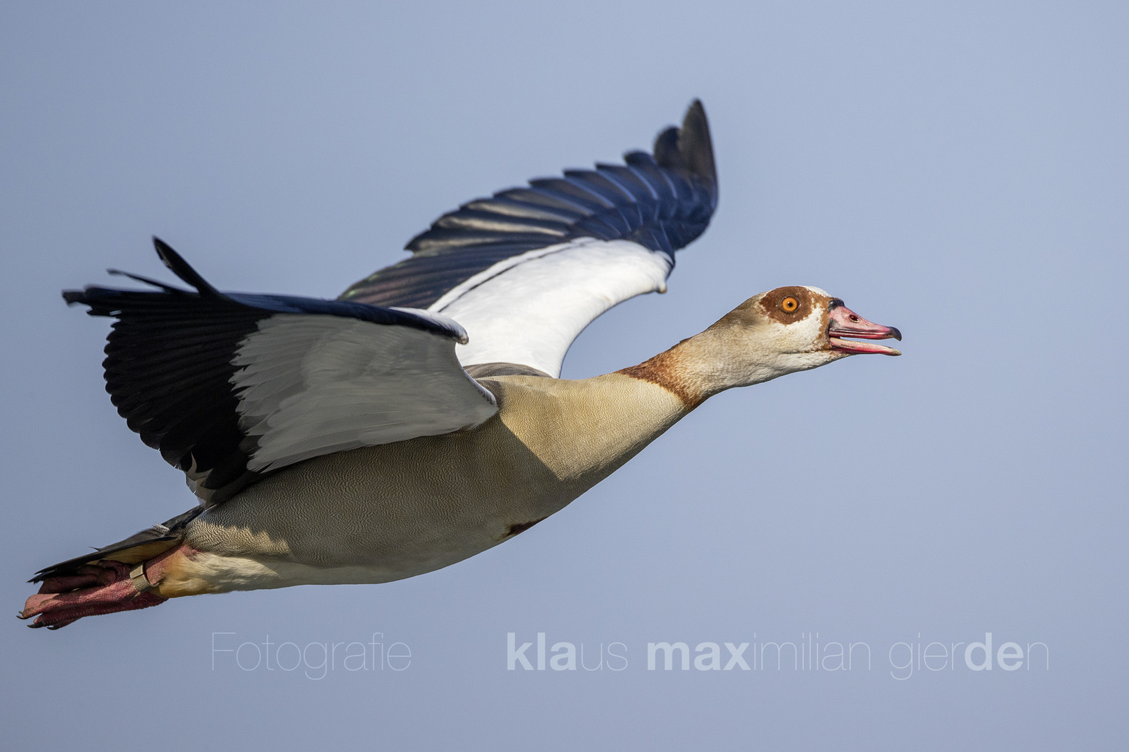 Nilgans