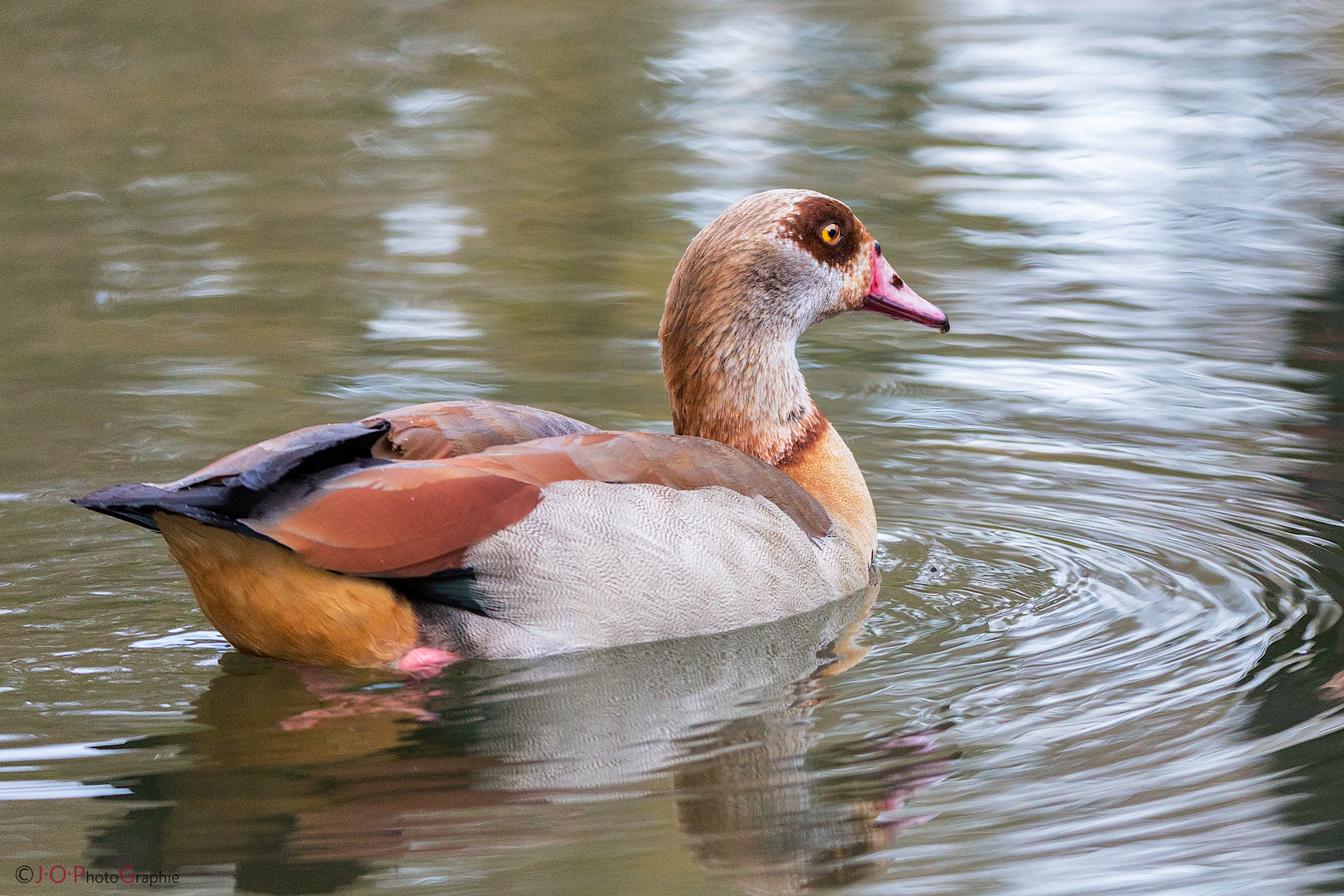 Nilgans