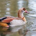 Nilgans