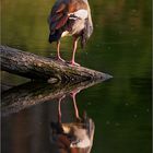 Nilgans