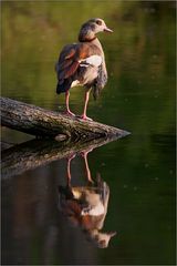 Nilgans