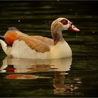 Nilgans