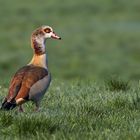 Nilgans