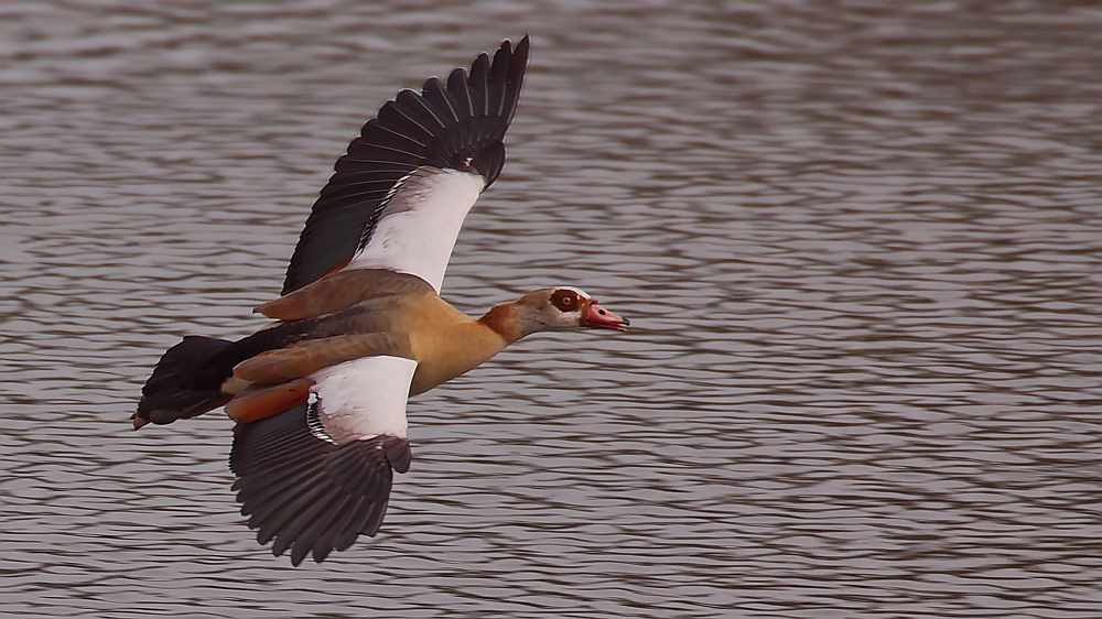 Nilgans