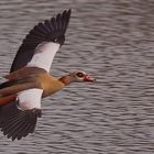 Nilgans