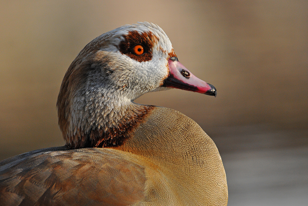 Nilgans: Der Wachposten