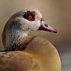 Nilgans: Der Wachposten