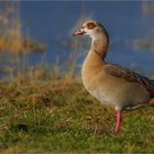 Nilgans