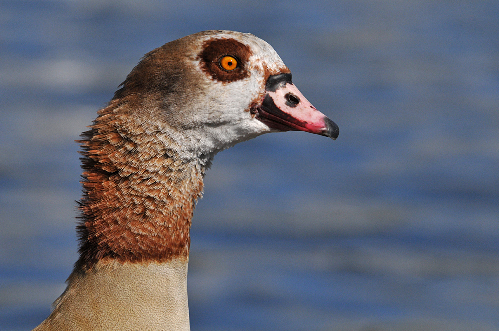 Nilgans – Dickhals