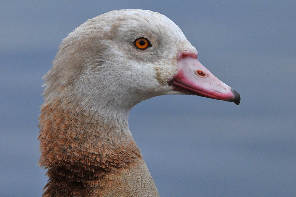 Nilgans: Die blonde Variante