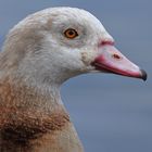 Nilgans: Die blonde Variante