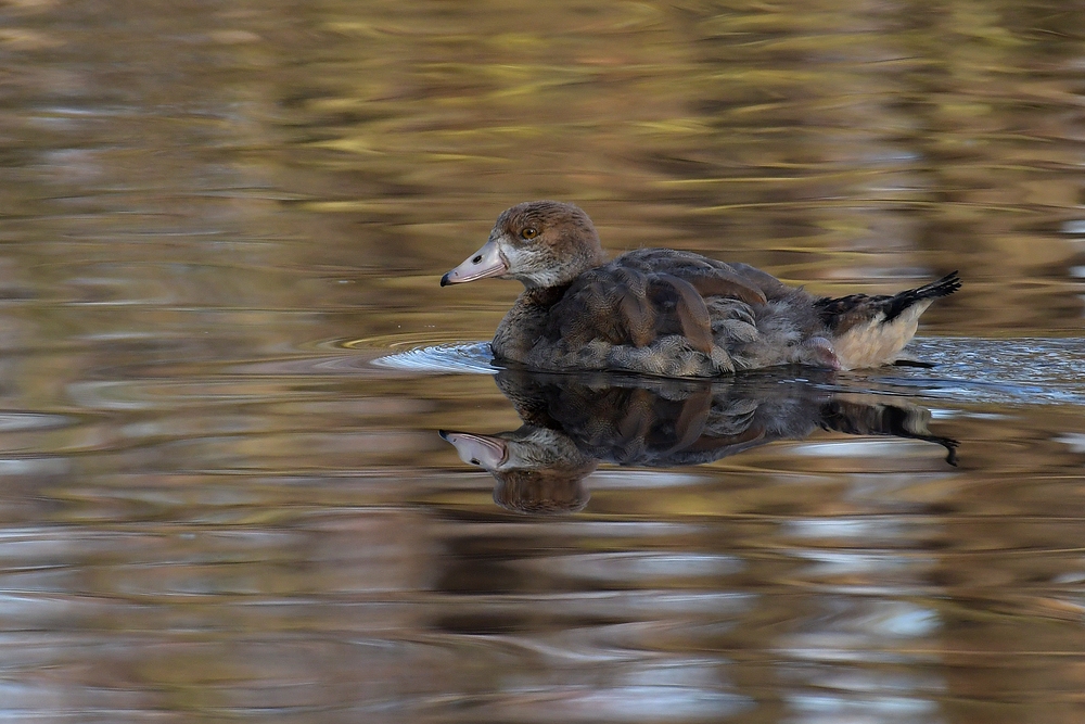 Nilgans: Die Jahreszeit spielt kaum eine Rolle