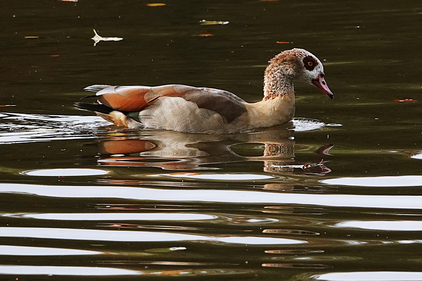 Nilgans die sich spiegelt