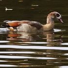 Nilgans die sich spiegelt