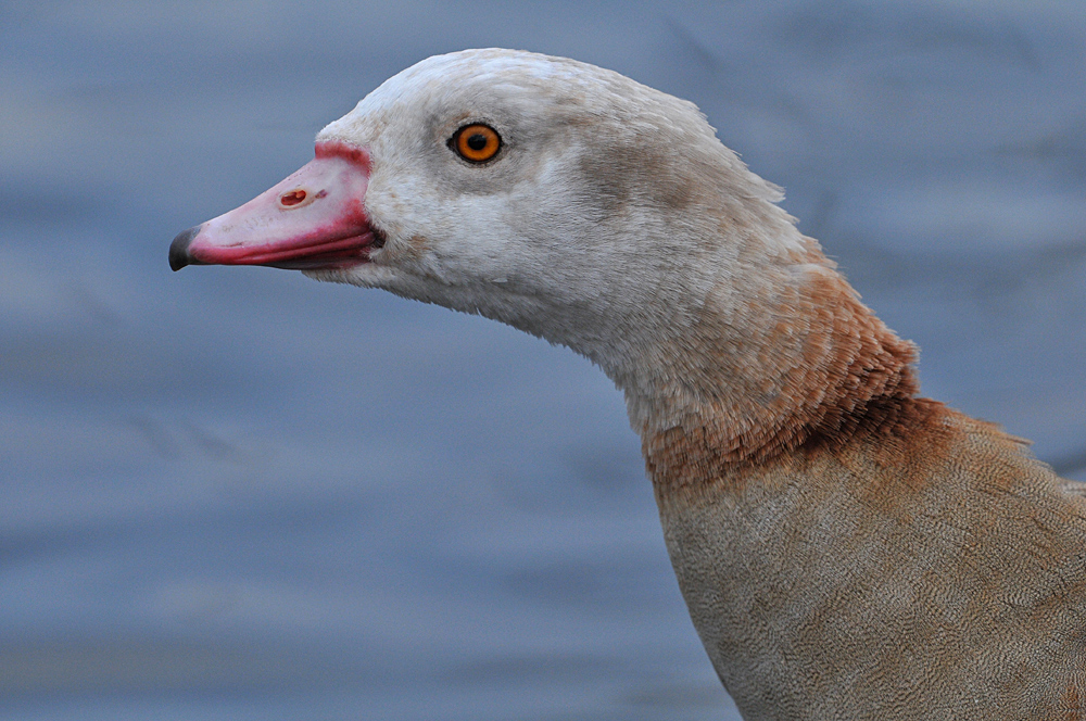 Nilgans: Die Wachsame