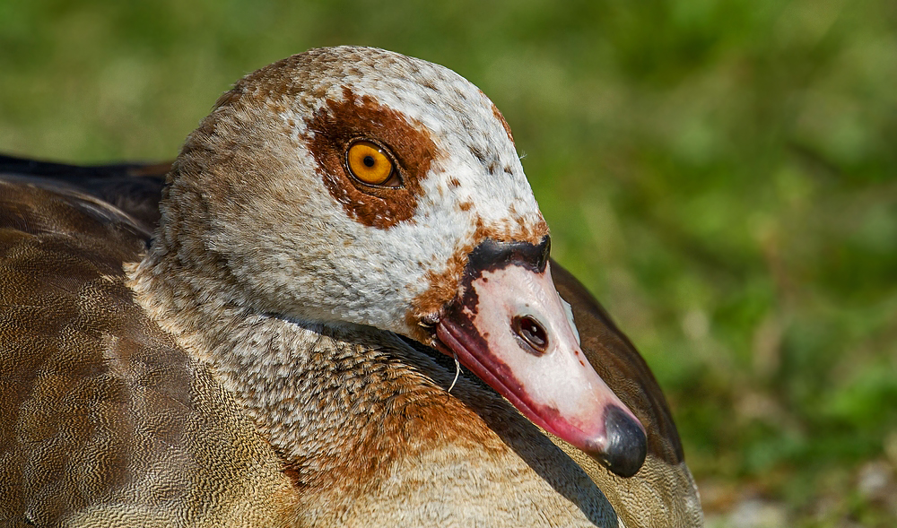 Nilgans die X-te