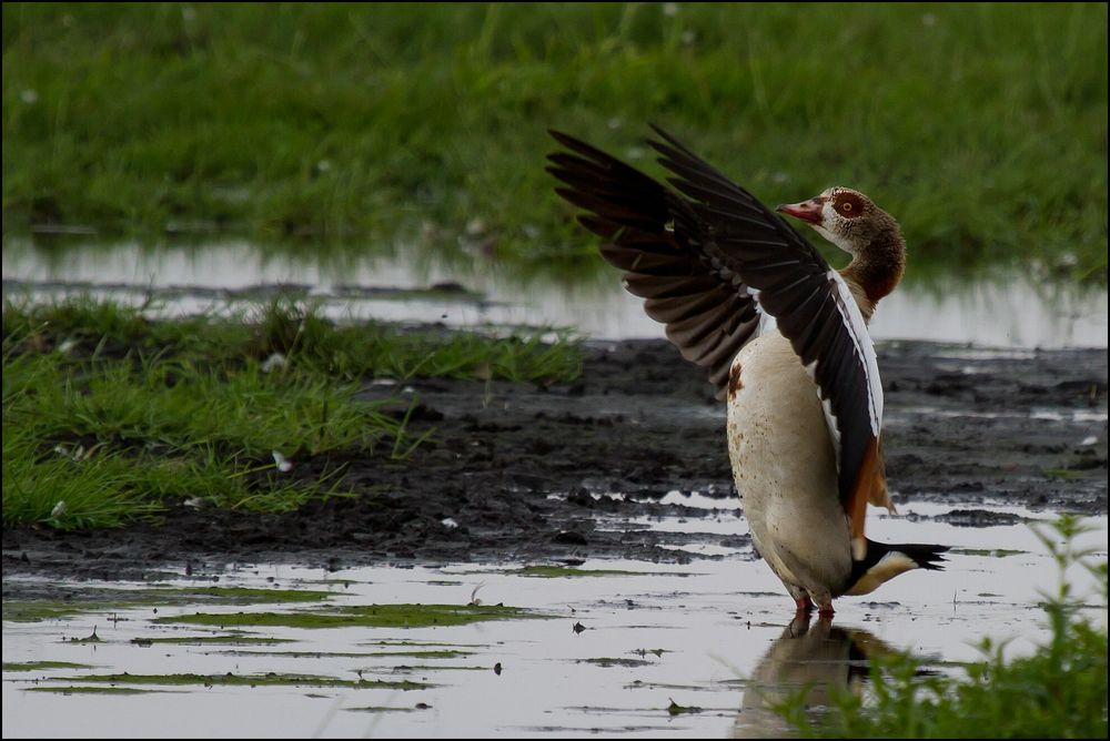 Nilgans - dirigiert wen?