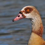 Nilgans – Dünnhals