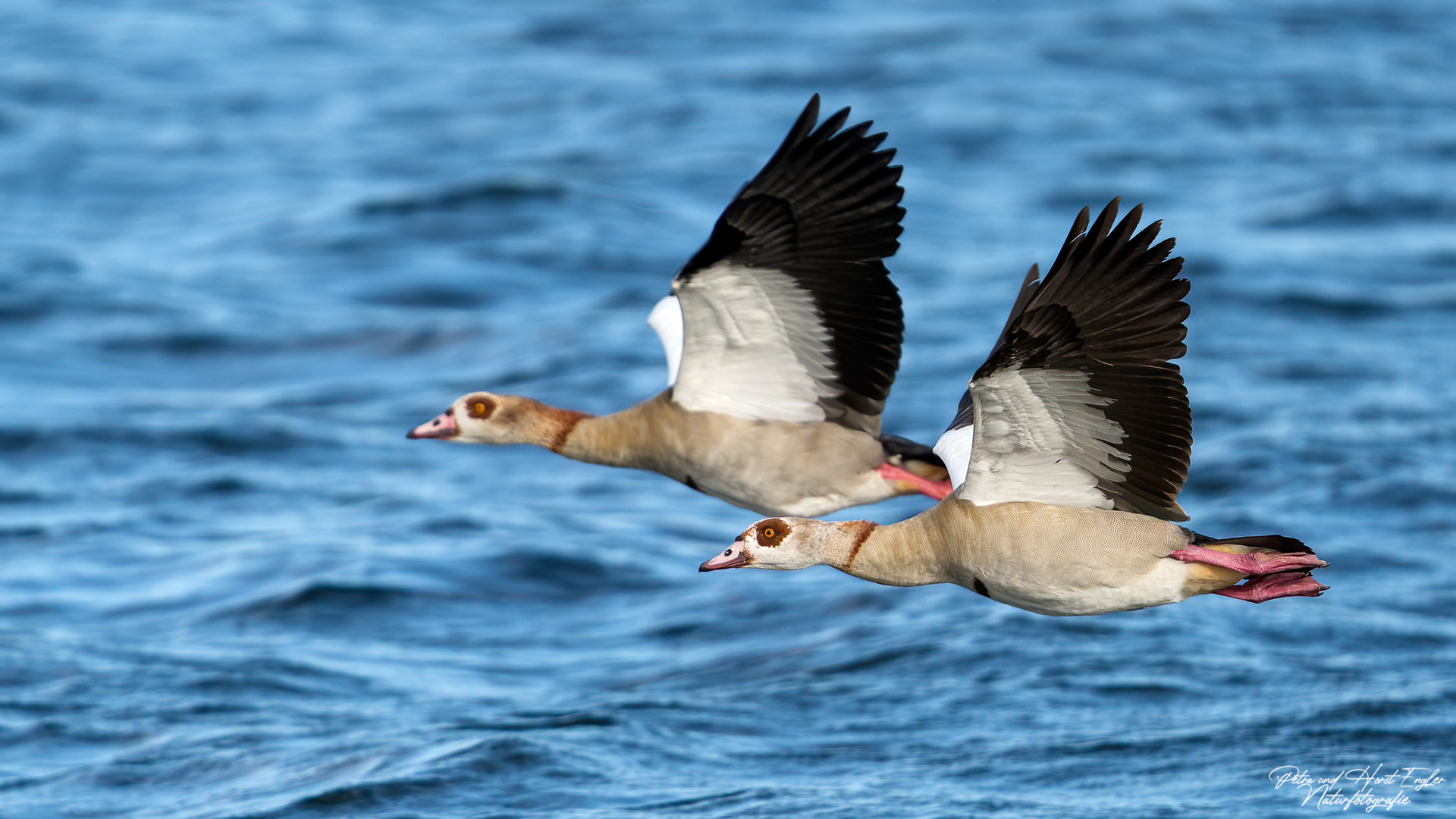 Nilgans Duo