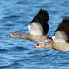 Nilgans Duo