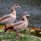 Nilgans-Duo