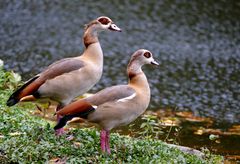 Nilgans-Duo