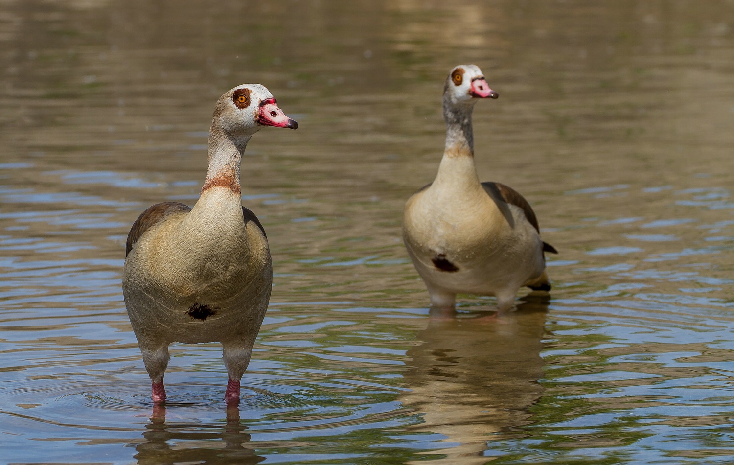 Nilgans Duo am Main bei Randersacker