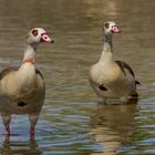 Nilgans Duo am Main bei Randersacker