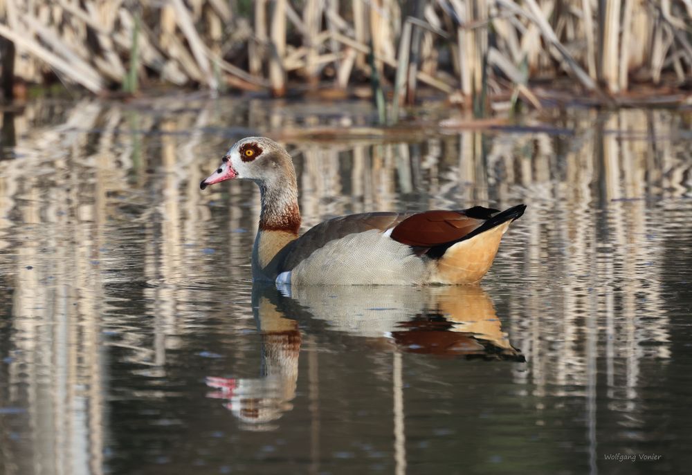 Nilgans