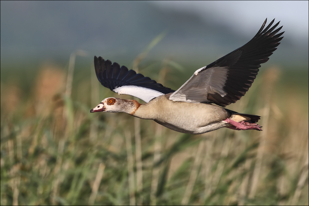 Nilgans