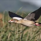 Nilgans