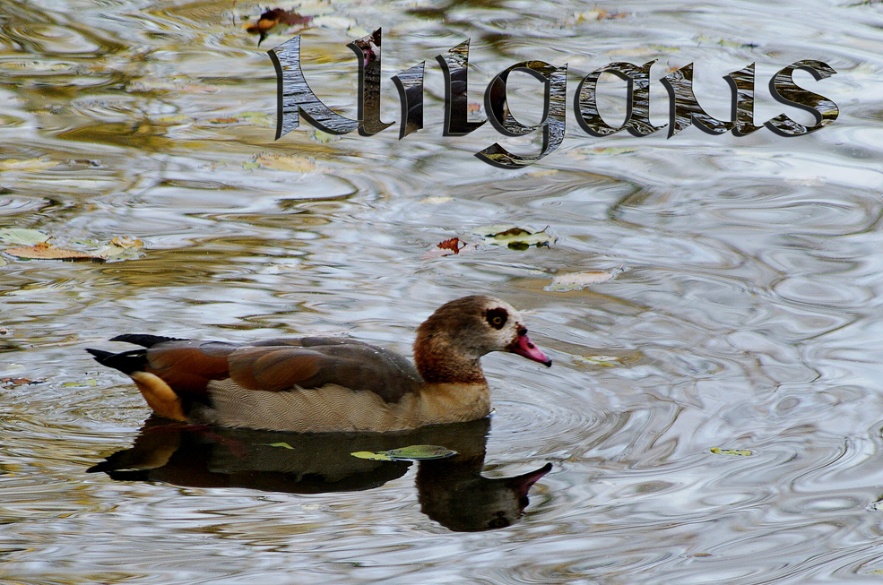 ...Nilgans