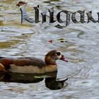 ...Nilgans